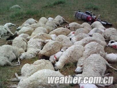 内蒙古部分地区频遭山洪雷击 一人受伤近百只羊死亡
