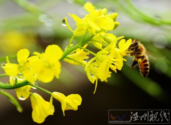 阳台上的芥菜花