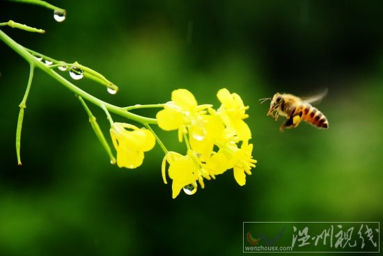 阳台上的芥菜花