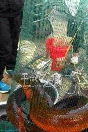 湖州长兴36斤黄鳝