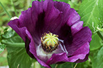罂粟花图片 紫色罂粟花娇艳欲滴 不能触碰的美丽