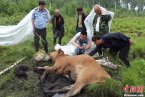 黑龙江野生东北虎咬死黄牛