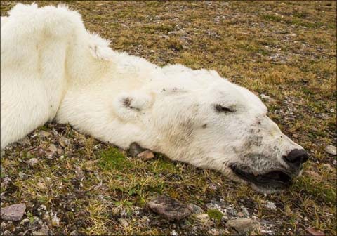 北极熊饿死图片 冰川融化无法觅食北极熊瘦成毛毯