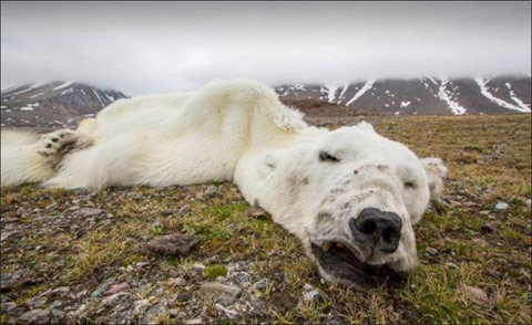 北极熊饿死图片 冰川融化无法觅食北极熊瘦成毛毯