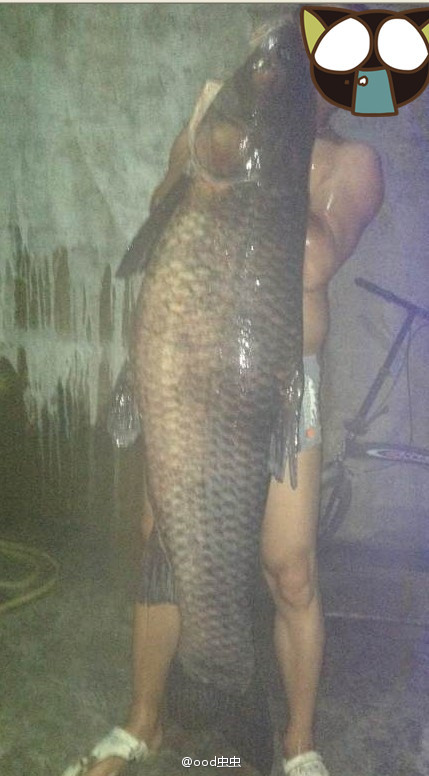 浙江瑞安马屿惊现64.7斤超大青鱼 鱼身长度有一人高