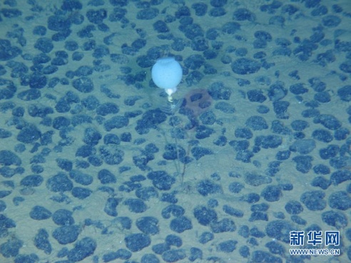 蛟龙号深海拍摄的奇异生物照片