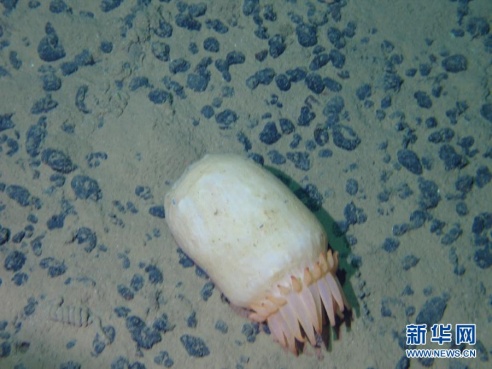 深海海葵照片