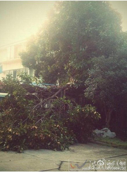 武汉大风刮倒大树致1人死亡 城区出现大面积停电