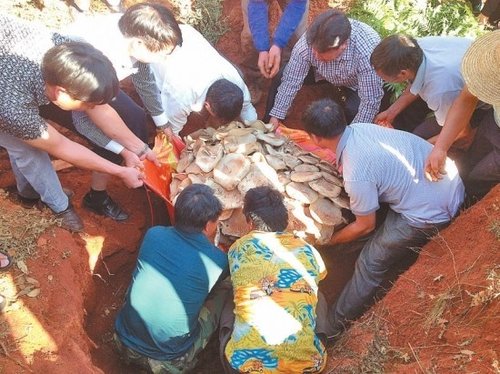 世界最大蘑菇，云南玉溪发现野生食用菌巨大口蘑重达82.8公斤