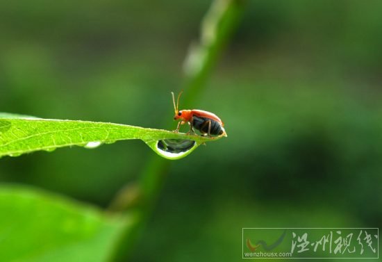 白露节气