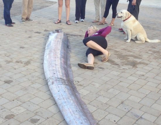 世界上最大的带鱼6米长