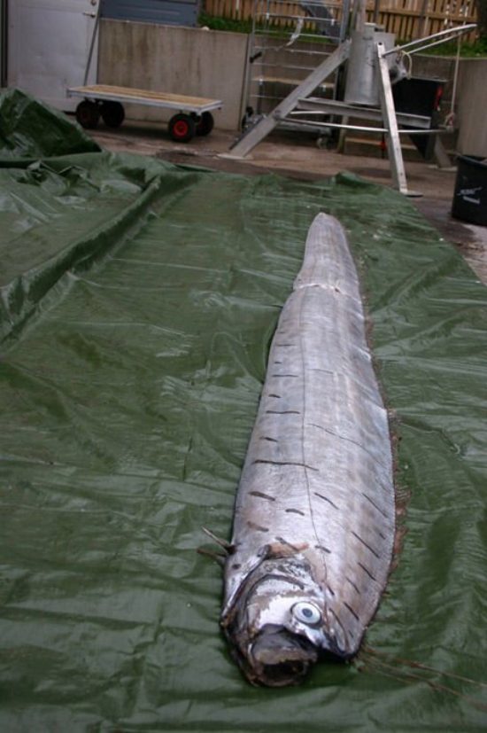 世界上最大的带鱼6米长