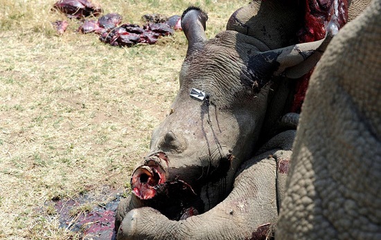 犀牛9个月内被猎杀704只 南非犀牛离灭绝不远了