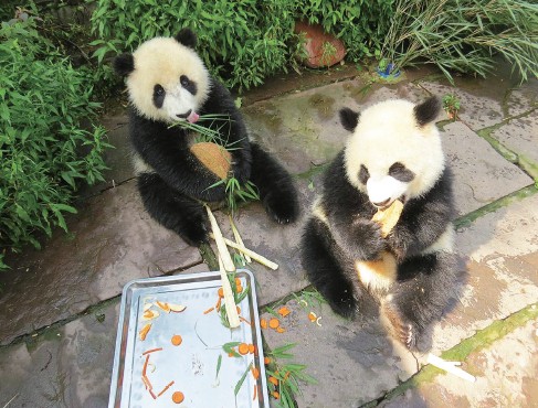 温企认养两只大熊猫