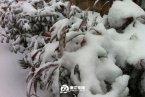 浙江湖州安吉县下雪了 安吉县高山积雪最厚有10公分
