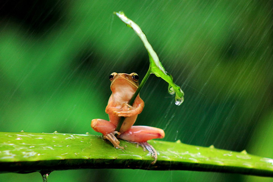 一只打着雨伞的树蛙