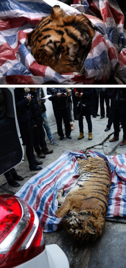温州警方查获老虎疑似东北虎尸体