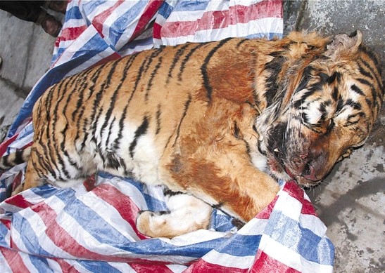温州警方查获老虎疑似东北虎尸体