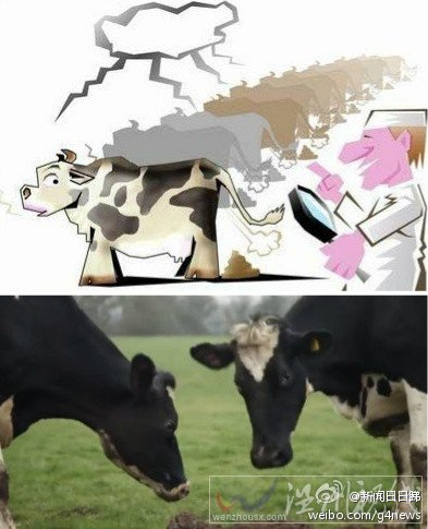 德国奶牛放屁着火
