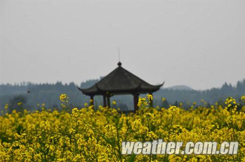 重重庆潼南油菜花