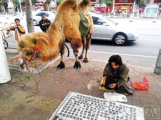 男子广州街头牵骆驼乞讨