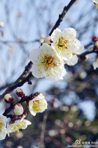 南京梅花山赏梅攻略