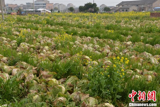 浙江温岭大白菜卖不出去 千亩地有大半已经抽薹