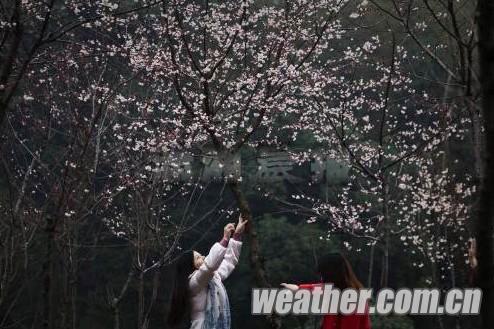 长沙连续阴雨天气，桃花花期樱花花期推迟