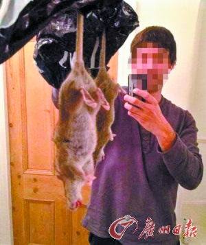 英国现60厘米长巨大老鼠