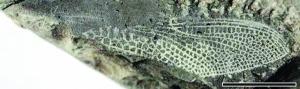 巨型蜻蜓化石 甘肃现1.1亿年前蜻蜓化石 巴依萨昼蜓蜻蜓翅膀清晰