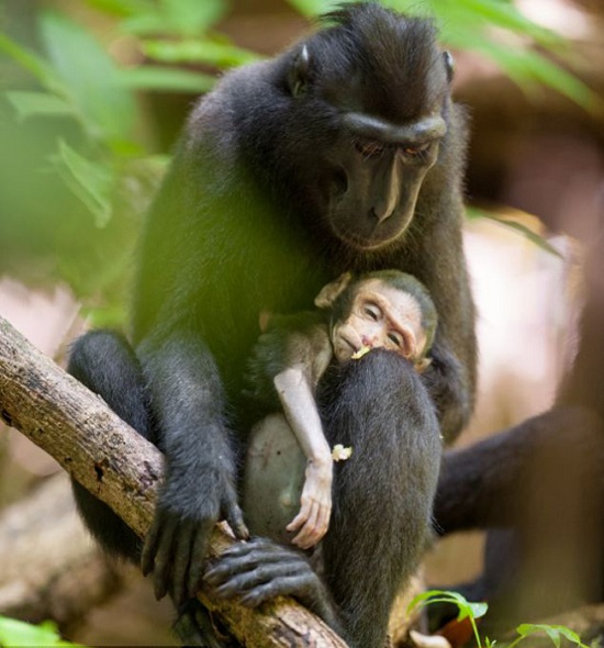 猕猴妈妈紧抱猴宝宝尸体两天 给猴宝宝梳理毛发