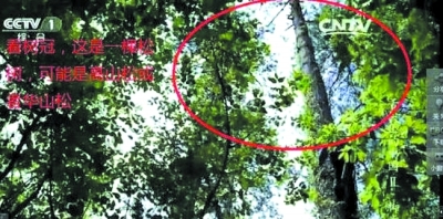 舌尖2第一集脚步采蜜造假 男孩爬40米树其实只有2米