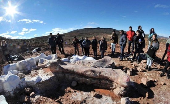 阿根廷现最大恐龙化石身长超40米 科学家预测品种为雷龙