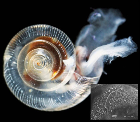 温室气体含量二氧化碳造成太平洋酸海溶解蜗牛