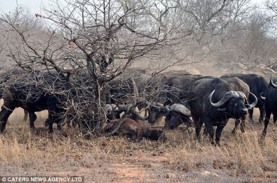 动物世界非洲水牛