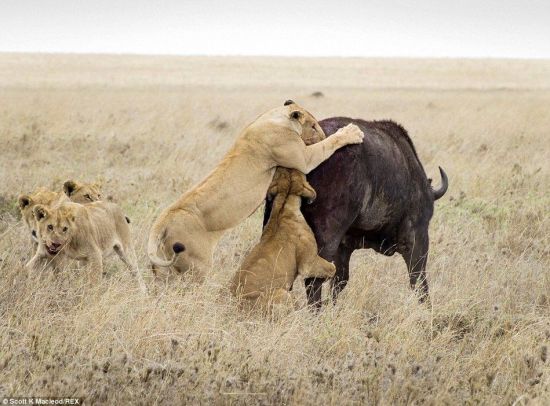 动物世界狮子和水牛 11头狮子围攻1头水牛