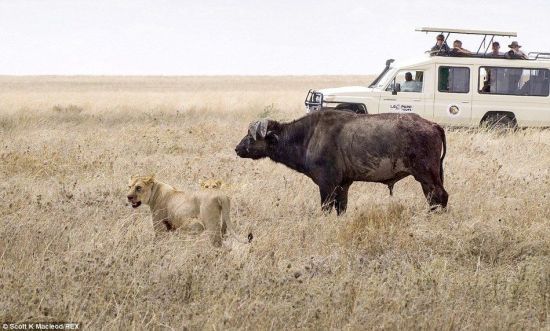 动物世界狮子和水牛 11头狮子围攻1头水牛