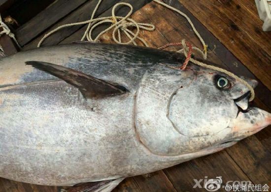 广东渔民捕获680斤蓝鳍金枪鱼
