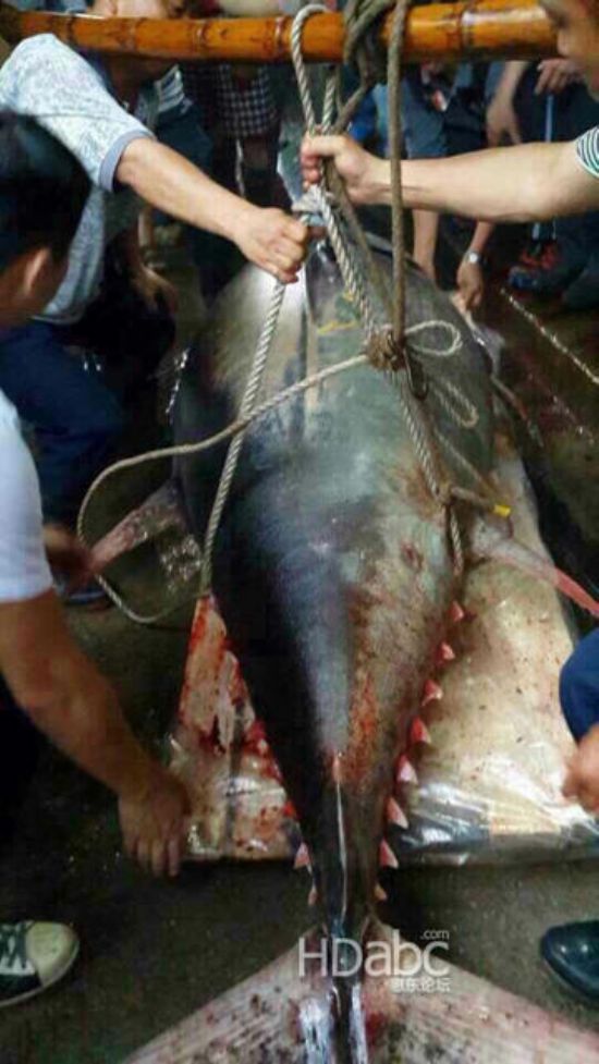 蓝鳍金枪鱼价格昂贵已濒临灭绝，2014年5月11日广东渔民捕获680斤蓝鳍金枪鱼
