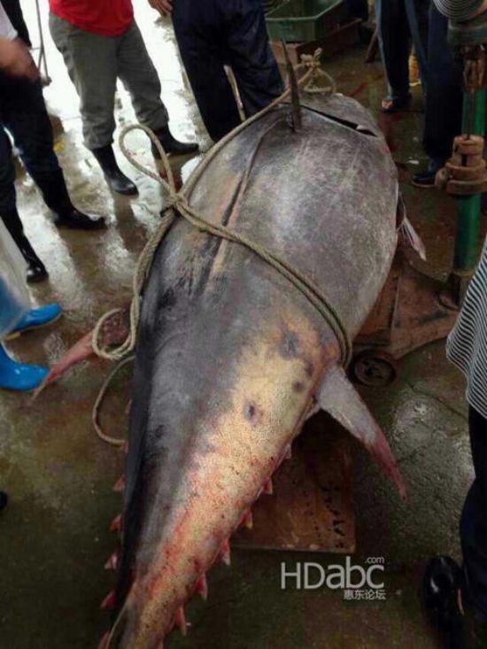 蓝鳍金枪鱼价格昂贵已濒临灭绝，2014年5月11日广东渔民捕获680斤蓝鳍金枪鱼