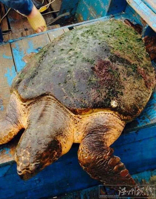 温州渔民钓到百斤大海龟