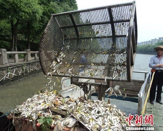 杭州大运河死鱼
