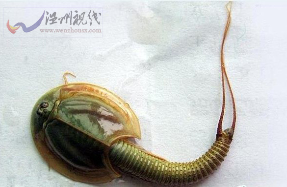 四川半虾半鱼生物