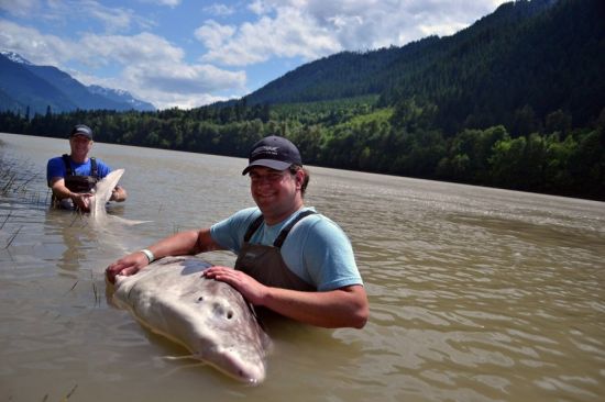 美国父子捕获一条900磅白鲟鱼测量后放生
