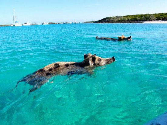 游泳猪蹿红网络 加勒比有会游泳的猪