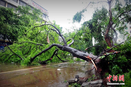 台风威马逊对徐闻的影响 整个县城水电通讯中断