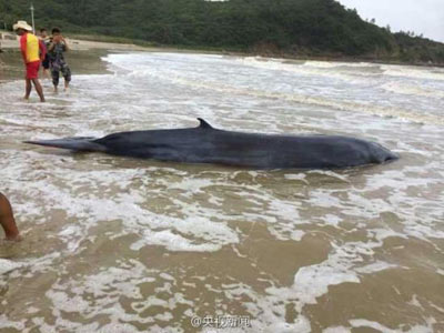 搁浅在广东沙滩的虎头鲸