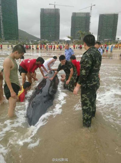 虎头鲸被台风吹上广东沙滩