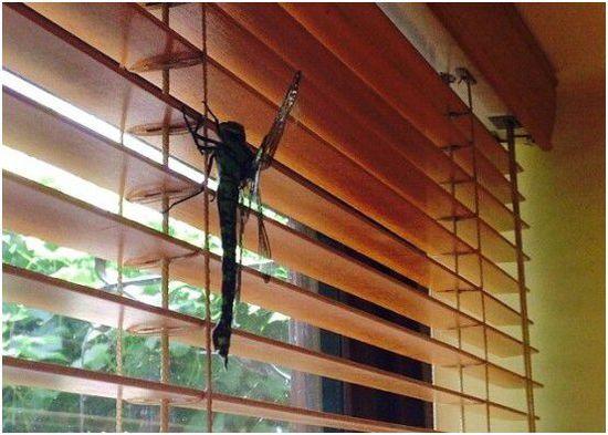 巨型蜻蜓体长20厘米闯民宅