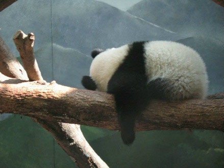南京大妈在动物园门前跳广场舞致大熊猫心律不齐